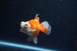Butterfly  Calico 4 Inch (ID#304B8b-49) Free2Day SHIPPING