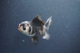 Juvenile Thai Oranda  Panda 4 Inch (ID#1011To13b-81) Free2Day SHIPPING