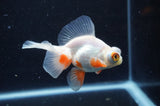 Butterfly  Red White 3.5 Inch (ID#401B8b-40) Free2Day SHIPPING