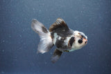 Juvenile Thai Oranda  Panda 4 Inch (ID#1011To13b-81) Free2Day SHIPPING