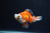 Butterfly  Calico 4 Inch (ID#304B8b-49) Free2Day SHIPPING