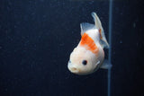 Yuan Bao Oranda  Sakura 3.5 Inch (ID#1220Yb10b-60) Free2Day SHIPPING