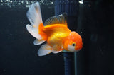 Juvenile Thai Oranda  Red White 4 Inch (ID#408T13b-65) Free2Day SHIPPING