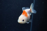 Yuan Bao Oranda  Sakura 3.5 Inch (ID#1220Yb10b-60) Free2Day SHIPPING