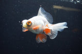 Butterfly  Red White 3.5 Inch (ID#401B8b-40) Free2Day SHIPPING