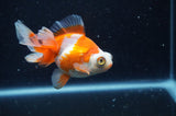 Butterfly  Calico 4 Inch (ID#304B8b-49) Free2Day SHIPPING