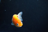 Ranchu  Sakura 3 Inch (ID#1004R5c-88) Free2Day SHIPPING