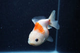 Yuan Bao Oranda  Sakura 3.5 Inch (ID#1220Yb10b-60) Free2Day SHIPPING