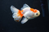 Juvenile Thai Oranda  Red White 3.5 Inch (ID#408T13b-66) Free2Day SHIPPING