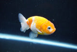 Ranchu  Sakura 3 Inch (ID#1004R5c-88) Free2Day SHIPPING