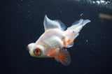 Butterfly  Red White 3.5 Inch (ID#401B8b-40) Free2Day SHIPPING