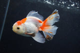 Juvenile Thai Oranda  Red White 3.5 Inch (ID#408T13b-66) Free2Day SHIPPING