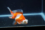 Butterfly  Calico 4 Inch (ID#304B8b-49) Free2Day SHIPPING