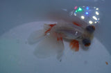 Butterfly  Red White 3.5 Inch (ID#401B8b-40) Free2Day SHIPPING
