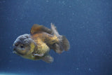 Juvenile Thai Oranda  Bronze 3 Inch (ID#1011To13b-82) Free2Day SHIPPING