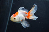 Juvenile Thai Oranda  Red White 3.5 Inch (ID#408T13b-66) Free2Day SHIPPING