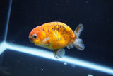 Ranchu  Calico 3 Inch (ID#1004R5c-89) Free2Day SHIPPING