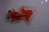 Butterfly  Calico 4 Inch (ID#304B8b-49) Free2Day SHIPPING