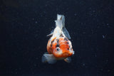 Yuan Bao Oranda  Calico 3.5 Inch (ID#1220Yb10b-61) Free2Day SHIPPING