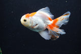Juvenile Thai Oranda  Red White 3.5 Inch (ID#408T13b-66) Free2Day SHIPPING
