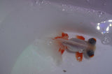 Butterfly  Red White 3.5 Inch (ID#401B8b-40) Free2Day SHIPPING