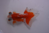 Butterfly  Calico 4 Inch (ID#304B8b-49) Free2Day SHIPPING