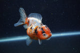 Yuan Bao Oranda  Calico 3.5 Inch (ID#1220Yb10b-61) Free2Day SHIPPING