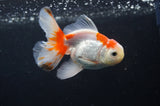 Juvenile Thai Oranda  Red White 3.5 Inch (ID#408T13b-66) Free2Day SHIPPING