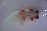 Butterfly  Red White 3.5 Inch (ID#401B8b-40) Free2Day SHIPPING