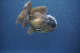 Juvenile Thai Oranda  Bronze 3 Inch (ID#1011To13b-82) Free2Day SHIPPING