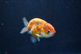 Ranchu  Calico 3 Inch (ID#1004R5c-89) Free2Day SHIPPING