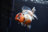 Yuan Bao Oranda  Calico 3.5 Inch (ID#1220Yb10b-61) Free2Day SHIPPING