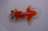 Butterfly  Calico 4 Inch (ID#304B8b-49) Free2Day SHIPPING