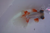 Butterfly  Red White 3.5 Inch (ID#401B8b-40) Free2Day SHIPPING