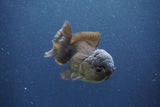 Juvenile Thai Oranda  Bronze 3 Inch (ID#1011To13b-82) Free2Day SHIPPING