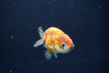 Ranchu  Calico 3 Inch (ID#1004R5c-89) Free2Day SHIPPING