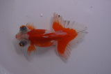 Butterfly  Calico 4 Inch (ID#304B8b-49) Free2Day SHIPPING