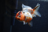 Yuan Bao Oranda  Calico 3.5 Inch (ID#1220Yb10b-61) Free2Day SHIPPING