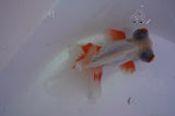 Butterfly  Red White 3.5 Inch (ID#401B8b-40) Free2Day SHIPPING
