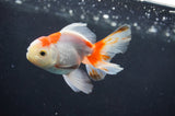 Juvenile Thai Oranda  Red White 3.5 Inch (ID#408T13b-66) Free2Day SHIPPING