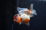 Yuan Bao Oranda  Calico 3.5 Inch (ID#1220Yb10b-61) Free2Day SHIPPING