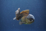 Juvenile Thai Oranda  Bronze 3 Inch (ID#1011To13b-82) Free2Day SHIPPING