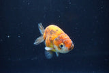 Ranchu  Calico 3 Inch (ID#1004R5c-89) Free2Day SHIPPING