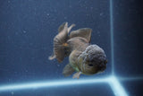 Juvenile Thai Oranda  Bronze 3 Inch (ID#1011To13b-82) Free2Day SHIPPING