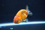 Ranchu  Calico 3 Inch (ID#1004R5c-89) Free2Day SHIPPING