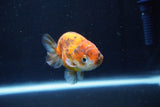 Ranchu  Calico 3 Inch (ID#1004R5c-89) Free2Day SHIPPING