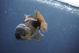 Juvenile Thai Oranda  Bronze 3 Inch (ID#1011To13b-82) Free2Day SHIPPING