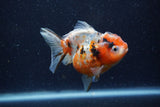 Yuan Bao Oranda  Calico 3.5 Inch (ID#1220Yb10b-61) Free2Day SHIPPING