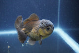 Juvenile Thai Oranda  Bronze 3 Inch (ID#1011To13b-82) Free2Day SHIPPING