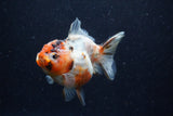 Yuan Bao Oranda  Calico 3.5 Inch (ID#1220Yb10b-61) Free2Day SHIPPING